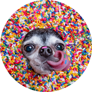 Sprinkles Chihuahua Sticker