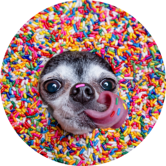 Sprinkles Chihuahua Sticker