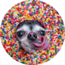 Sprinkles Chihuahua Sticker