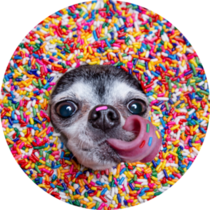 Sprinkles Chihuahua Sticker