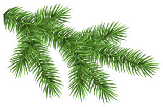 Spruce Branch Green Fir Sticker