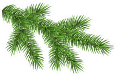 Spruce Branch Green Fir Sticker