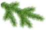 Spruce Branch Green Fir Sticker