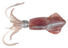 Squid Isolated On White Sticker