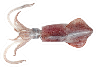 Squid Isolated On White Sticker