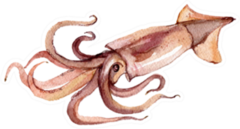 Squid Watercolor Illustration Sticker