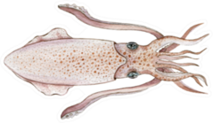 Squid Watercolor Image Sticker