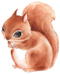 Squirrel Cute Watercolor Illustration Sticker