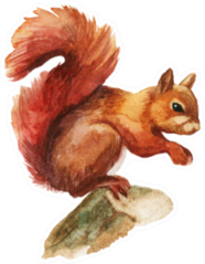 Squirrel Isolated On A White Background In Watercolor Sticker