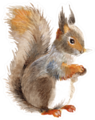 Squirrel Isolated On A White Watercolor Sticker