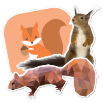 Squirrel Thumbnail