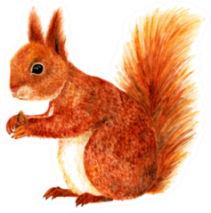 Squirrel Watercolor Illustration Sticker