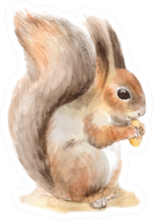 Squirrel With A Nut Watercolor Painting Sticker