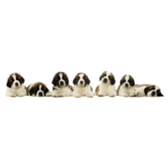 St Bernard Puppies Sticker