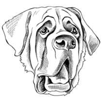 St. Bernard Sketch Sticker