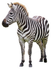 Standard Zebra Die Cut Sticker