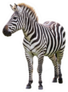 Standard Zebra Die Cut Sticker