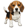 Standing Beagle Sticker