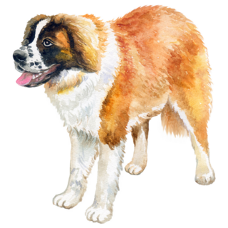 Standing Bernard Sticker