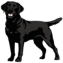 Standing Black Lab Sticker