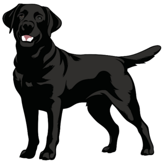 Standing Black Lab Sticker