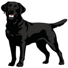 Standing Black Lab Sticker