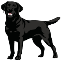 Standing Black Lab Sticker