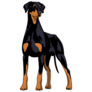 Standing Doberman Sticker