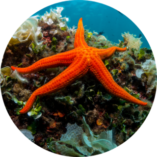 Starfish And Sponge Of The Mediterranean Sea Sticker