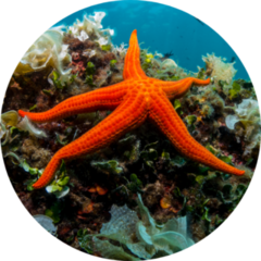 Starfish And Sponge Of The Mediterranean Sea Sticker