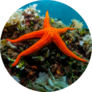 Starfish And Sponge Of The Mediterranean Sea Sticker