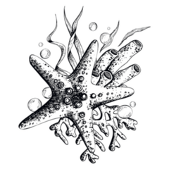 Starfish, Coral Sketch Sticker