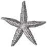 Starfish Engraved Sticker