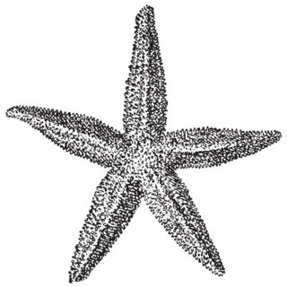 Starfish Engraved Sticker