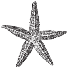 Starfish Engraved Sticker