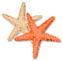 starfish Friends Isolated On White Sticker