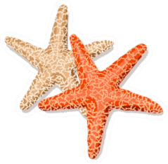 starfish Friends Isolated On White Sticker