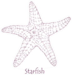 Starfish, Ink Sea Star Hand Drawn Sticker