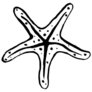 Starfish Sketch Sticker