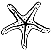 Starfish Sketch Sticker