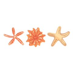 Starfish Trio Sticker