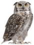 Staring Great Horned Owl Sticker