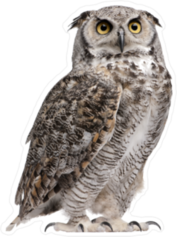 Staring Great Horned Owl Sticker