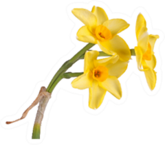 Stem With Three Yellow And Orange Daffodils Sticker