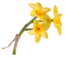Stem With Three Yellow And Orange Daffodils Sticker