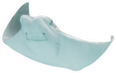 Stingray Fishes Swimming Free In The Aquarium Sticker