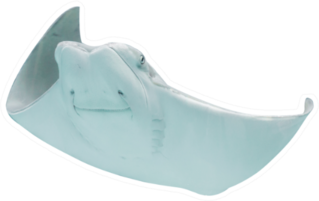 Stingray Fishes Swimming Free In The Aquarium Sticker