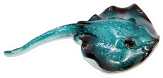 Stingray From Maldives Sea Green Sticker