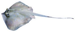 Stingray Isolated On White Background Sticker