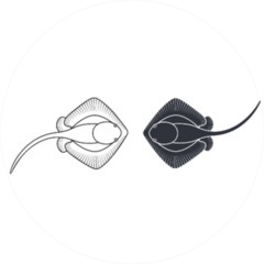 Stingray Logo Two Stingrays Sticker